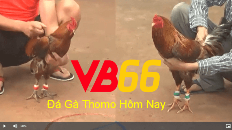 Đá gà trực tiếp thomo tại Vb66